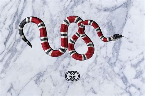 gucci snake hd wallpaper.